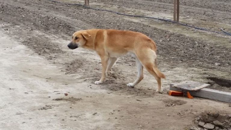 Rescuer Writes To ‘Scumbag’ Owner After Saving Abandoned Dog Eating Sticks To Stay Alive