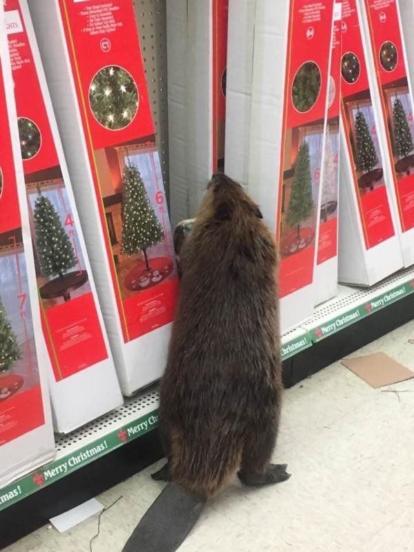 beaver-store-2