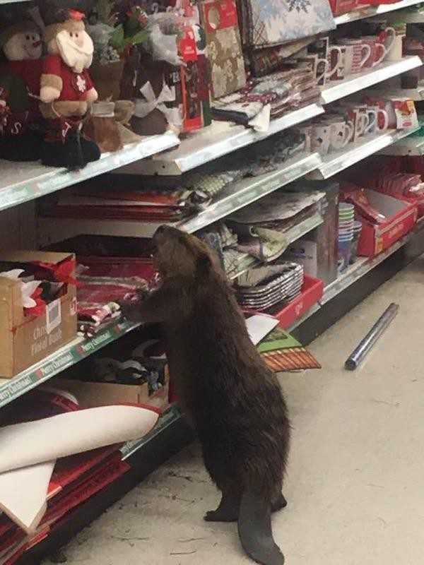 beaver-store-3
