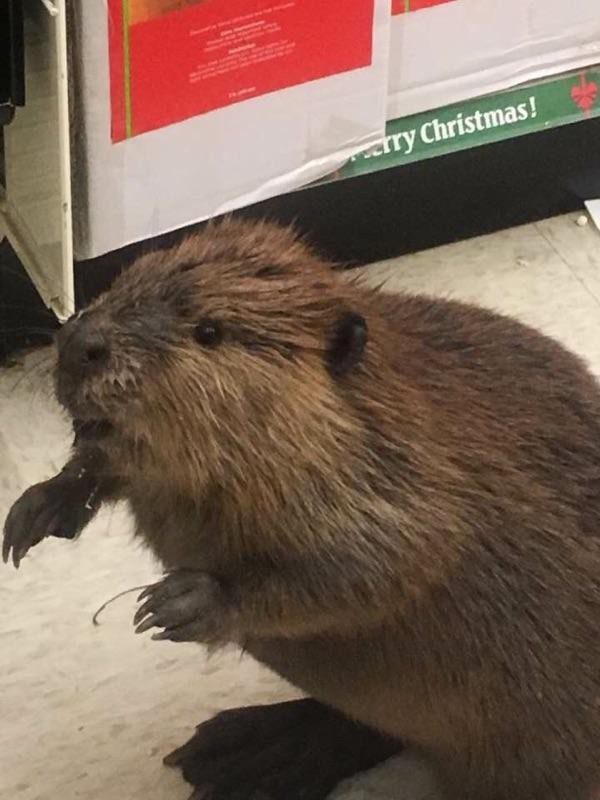 beaver-store