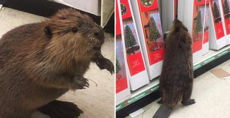 Wild Beaver Not Amused By What He Finds In Store’s Christmas Aisle
