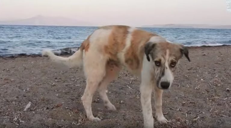 Stray Dog Who Chases After Woman On Beach Turns Out To Be A Treasure In Disguise