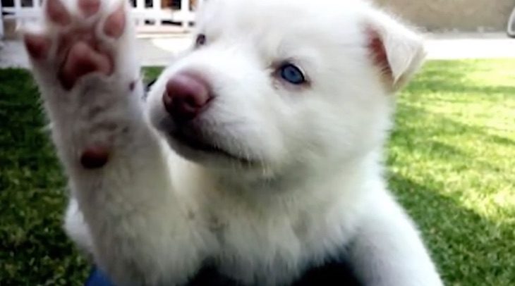 Siberian Husky Puppy Was About To Be Euthanized But One Woman Refused To Give Up On Him