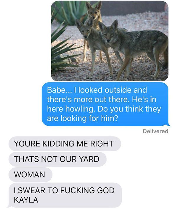 coyote-fun-11