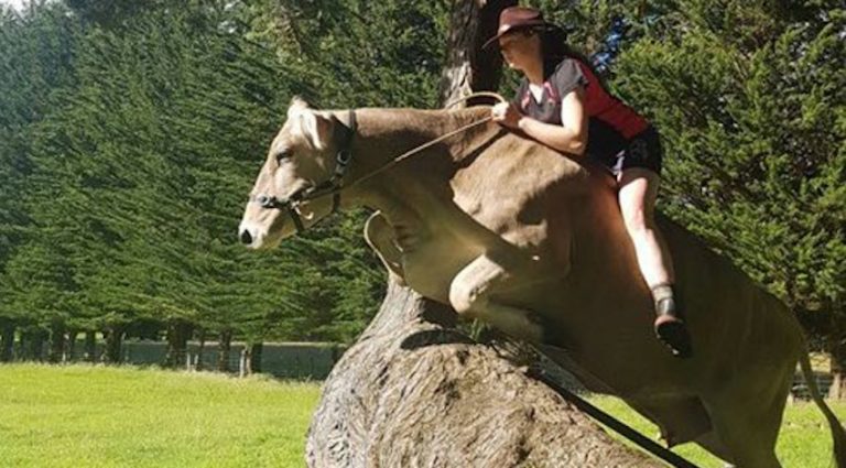 riding dairy cow