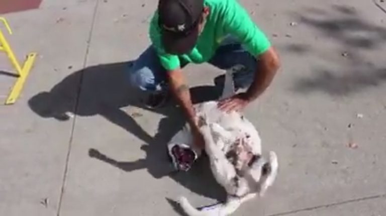 Man Reunites With His Lost Dog At Pet Adoption Event