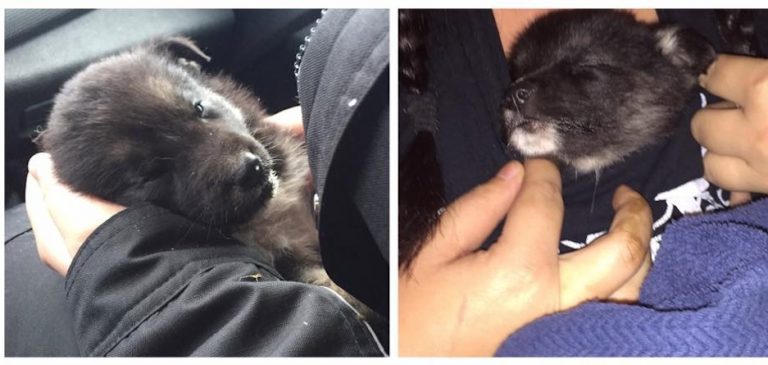 Demi dog rescue