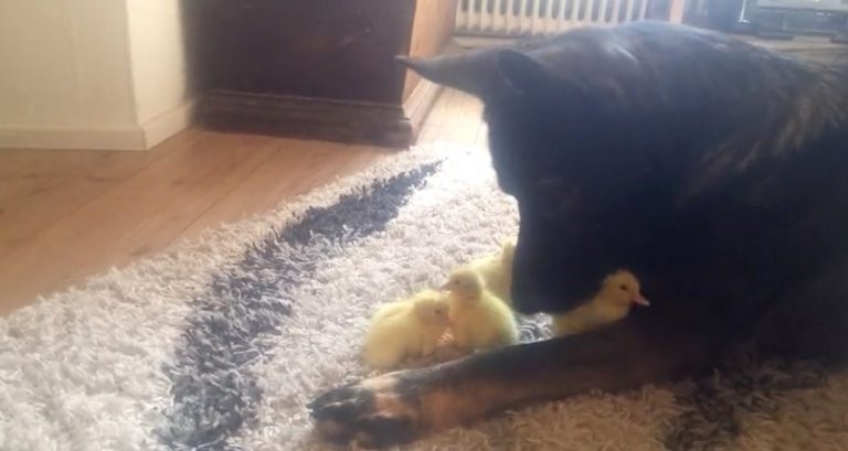 Gentle German Shepherd Watches Over Baby Ducks