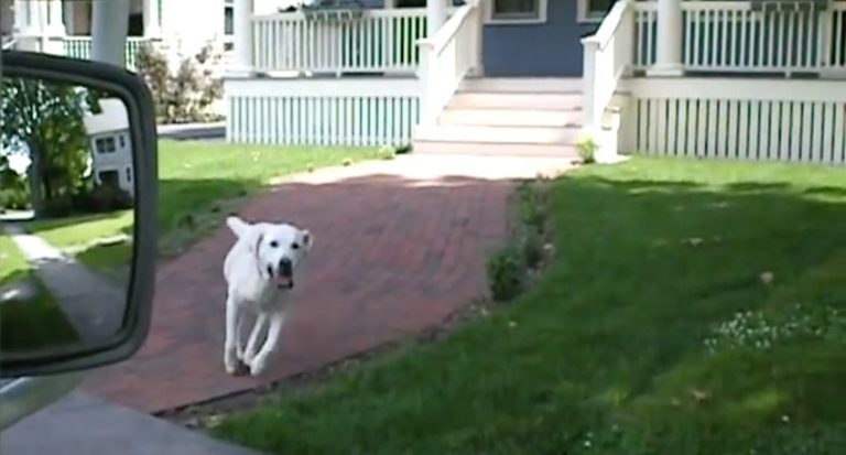 dog gets mail