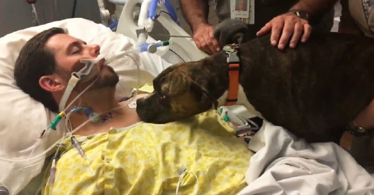 Dog Brought To Hospital To say Goodbye To Her Dying Owner