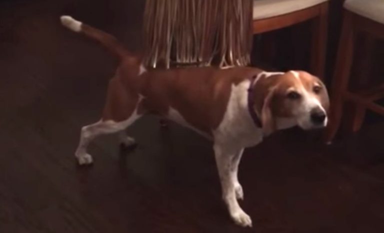 dog loves purse