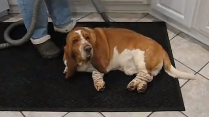 Basset hound groomed