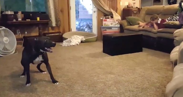 Adorable Dog Goofs Off To Make Kids Laugh