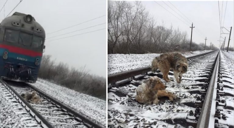dogs saved from train tracks
