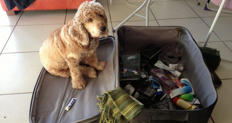 dog in suitcase
