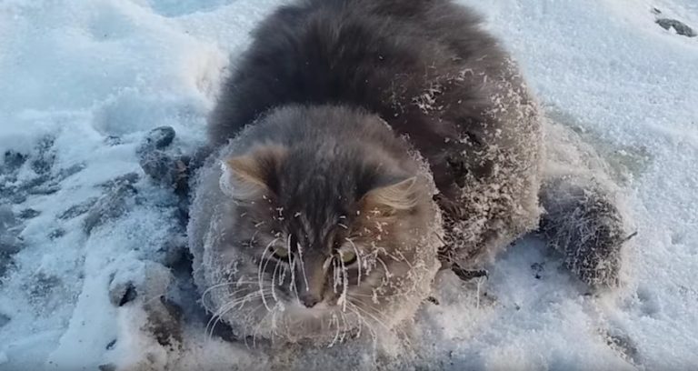 cat frozen to ground