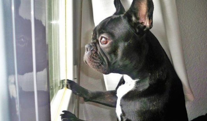 Carrie Fisher’s Beloved French Bulldog Tweets Emotional Goodbye