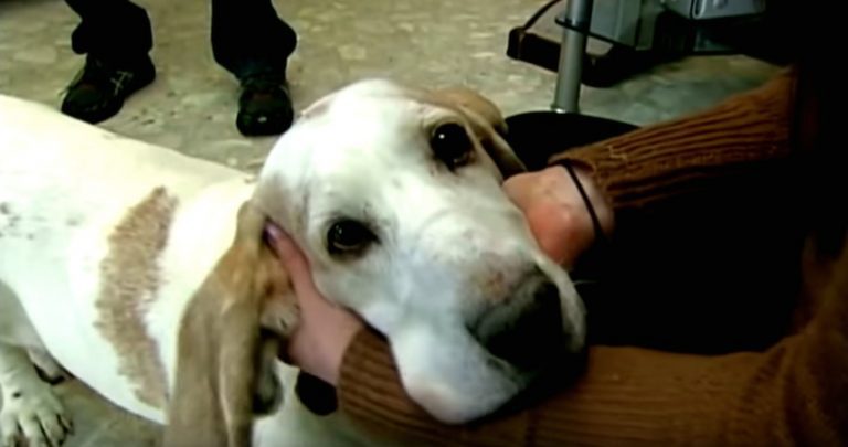 Man Recognizes 13-Year-Old Basset Hound At Shelter, Reunites With Her After 10 Years Apart
