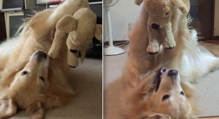 dog plays with toy