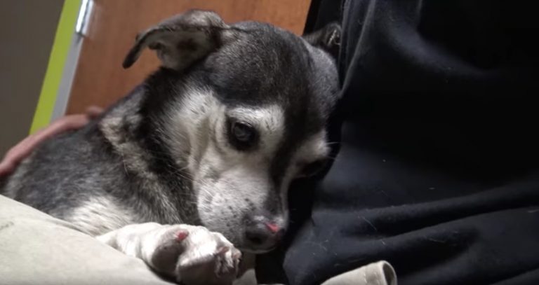 Houdini the dog