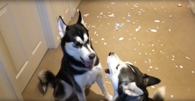 huskies arguing
