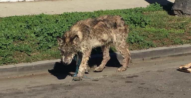 Rescuers Told A ‘Wolf’ Was Roaming The Streets And Find Dog In Desperate Shape