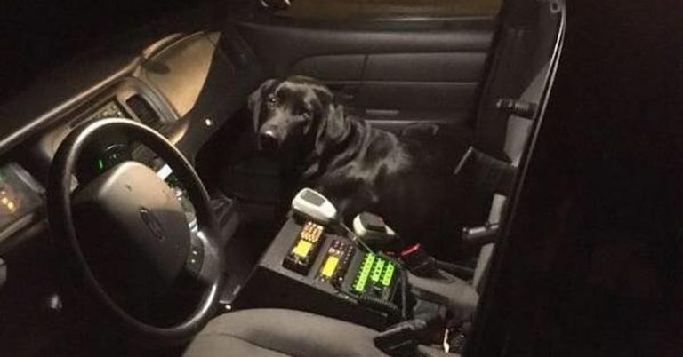 Lost Dog Jumps Into Empty Patrol Car Because He Knew Exactly Who To Ask For Help
