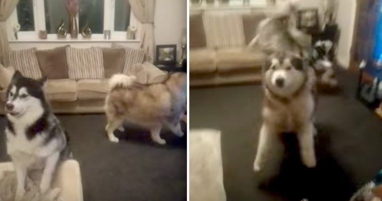 Alaskan Malamutes Go Crazy When They Realize Grandma Is In The House