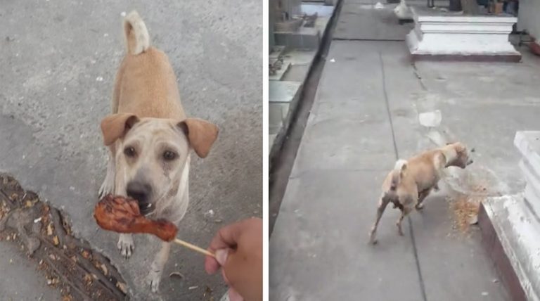 mama stray dog