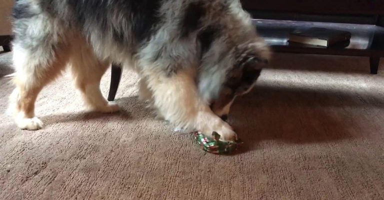 Adorable Australian Shepherd Excitedly Opens Her Christmas Present