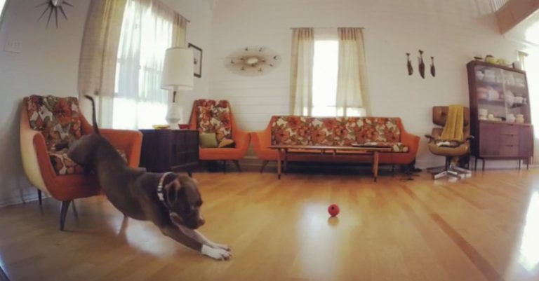 Dog Lazily Fails To Wake Up In The Morning