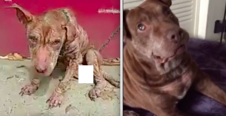 Severely Neglected Pit Bull Unable To Walk Finally Finds Love