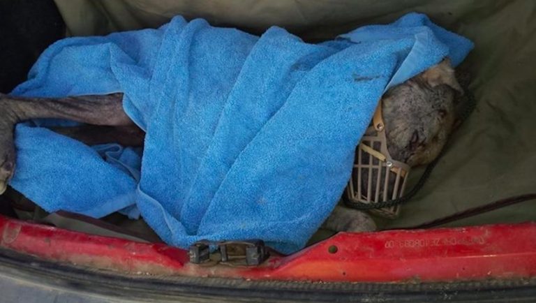 Mange Riddled Dog Saved From Death’s Door Still Looking For A Home 3 Years Later