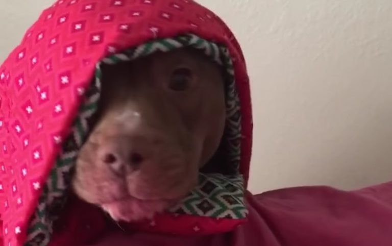 pit bull doesn't want to wake up