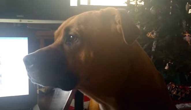 pitbull can't howl