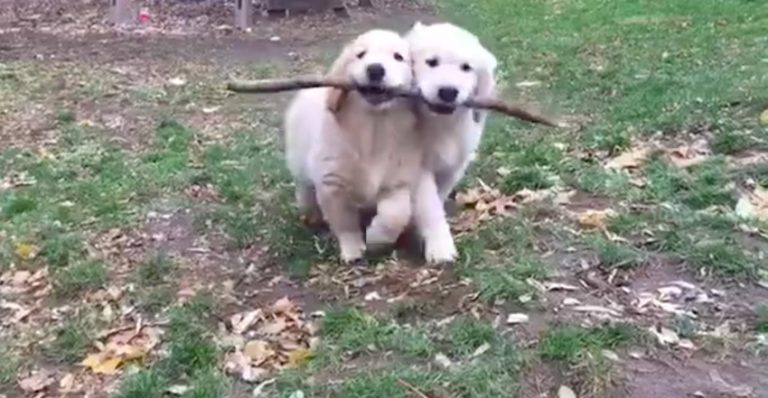 Adorable Golden Retriever Puppies Use Teamwork To Share Stick