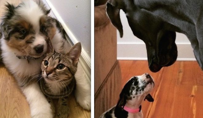 puppies meet family