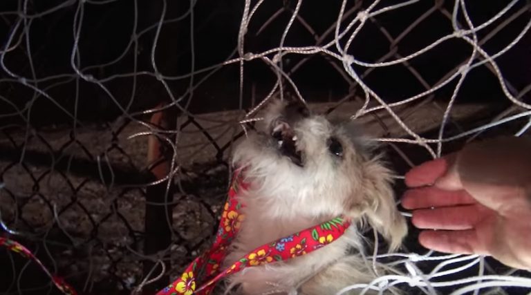 Spirit dog rescue