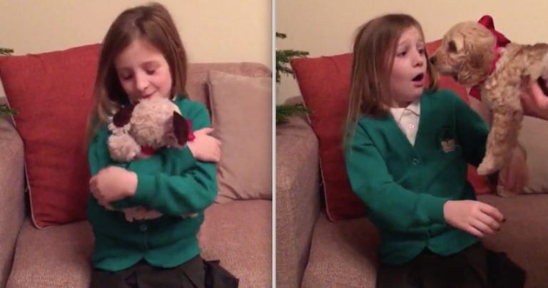 Parents Transform Girl’s Stuffed Dog Toy Into A Real One For Christmas
