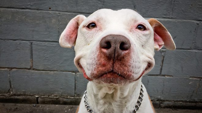 Stray Dog Won’t Stop Smiling After Man Rescues Him Off The Street And Takes Him Home