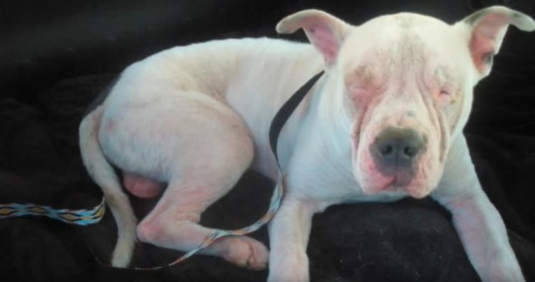 Rescuer’s Plea For Shelter Dog Just Hours Away From Being Euthanized Inspires Christmas Miracle