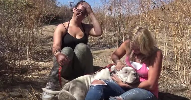 Exhausted Stray Dog Was Too Weak To Walk But Not Too Tired To Wag His Tail