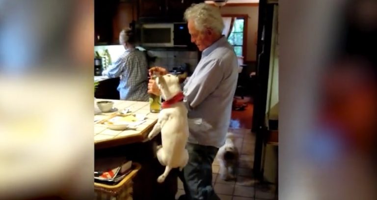 Cute Dog Opens A Bottle Of Wine For His Dad