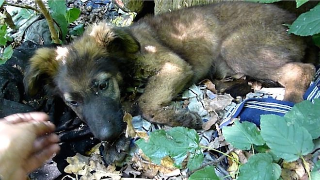 Puppy Abandoned In The Woods Gets A Rescue That Changes Her Life Forever