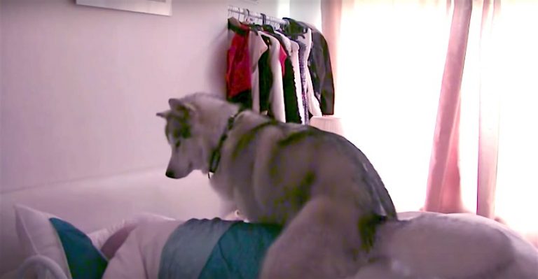 These Dog ‘Alarm Clocks’ Are Very Enthusiastic When It Comes To Waking Up Their Humans