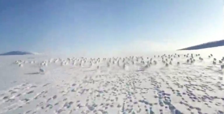 Massive Herd Of Wild Rabbits Crosses Paths With Snowmobiler