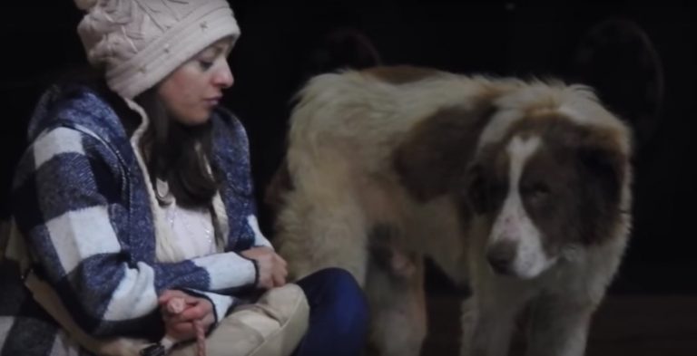 arnie dog rescue
