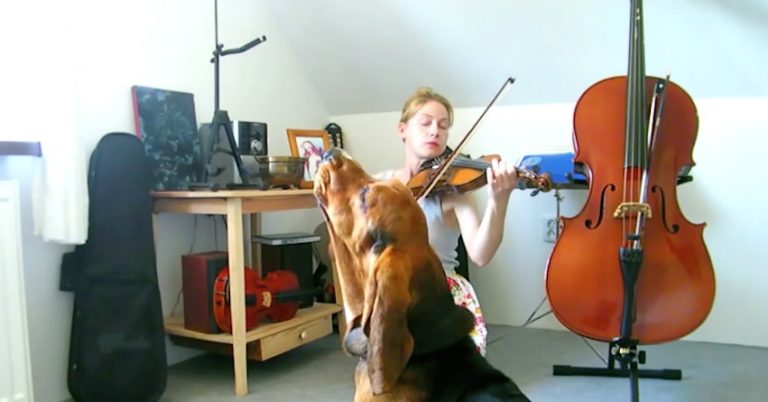 basset hound accompanies violin