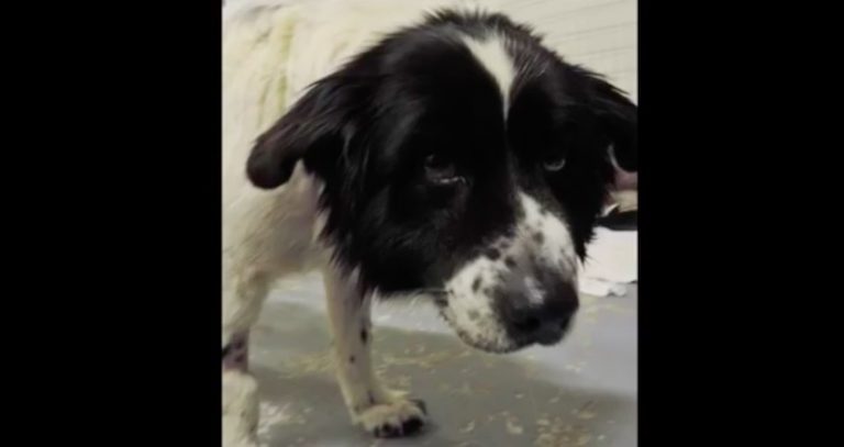 Dog Chained In Snowstorm Almost Had His Spirit Broken But Is Freed Just In Time