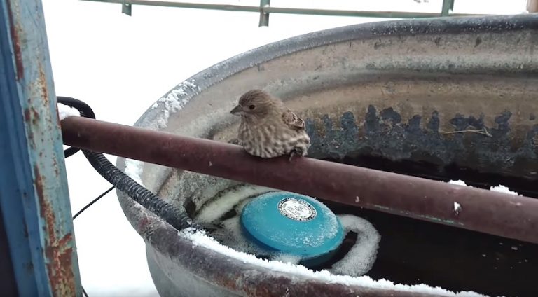 bird frozen on fence